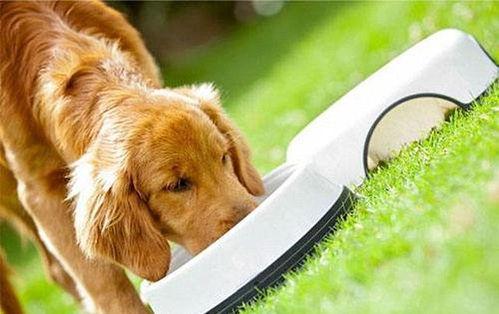 娱乐吃瓜酱狗饭盆,吃瓜酱狗饭盆背后的故事