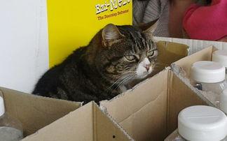 萌猫超市拍摄花絮