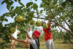 娱乐吃瓜酱桂花树